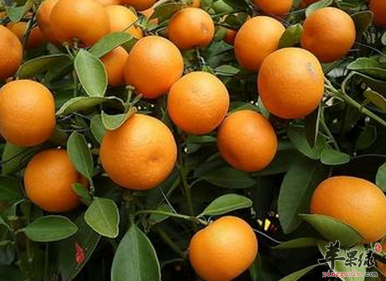 橘子皮有哪些药用作用和选方