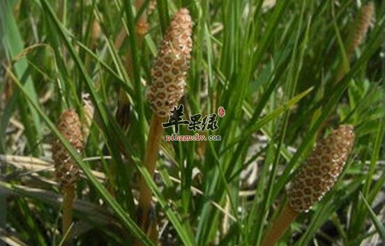 问荆的功效与作用_问荆的用法用量及食用禁忌_问荆的附方_苹果绿