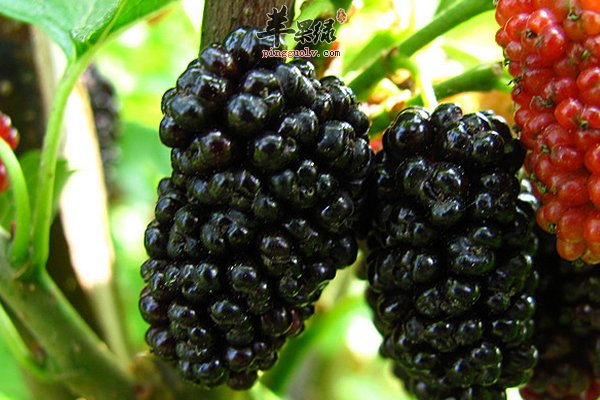 紫色食物桑葚的营养价值及功效