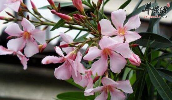 钩吻的功效与作用 钩吻的用法用量及食用禁忌 钩吻的附方 苹果绿