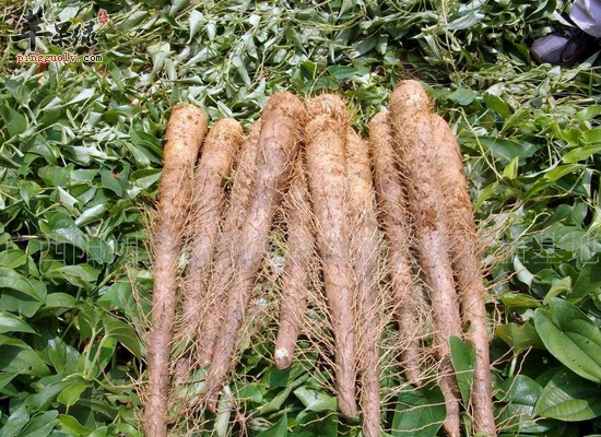 山药的药用方剂和功效分析