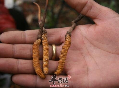 冬虫夏草——起到调节阴阳平衡