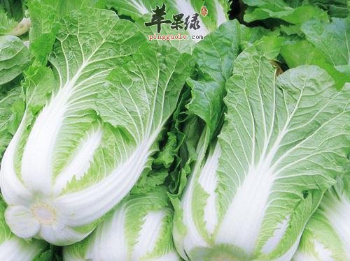冬天吃大白菜的好处图片