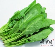 菠菜的营养价值丰富