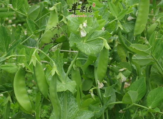 冬季吃甜豆健胃消食增加食欲