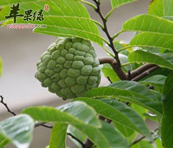 吃释迦会发胖吗 常吃有这些好处