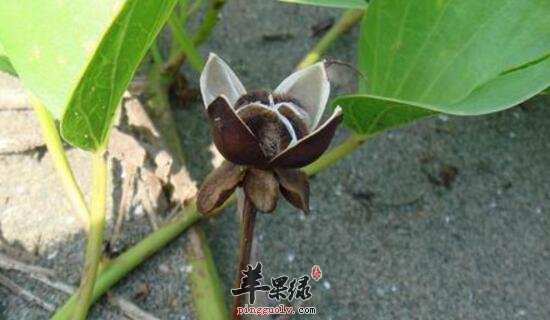 马鞍藤的功效与作用