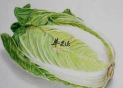 你知道吗 萝卜与白菜