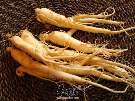 人参的保健功效出色 人参怎么吃好
