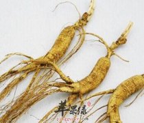 怎么吃人参更营养 推荐最好这样吃