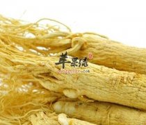 食用人参能够滋补身体 有哪些误区