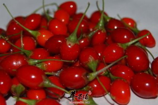 枸杞作用 枸杞功效 枸杞副作用