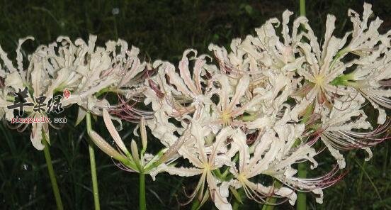 苹果绿 中药大全 功效与作用石蒜是多年生草本植物,鳞茎近球形,直径1