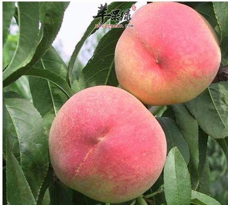 怎么样挑选质量好的桃子呢