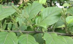 杜茎山的功效与作用