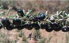 黑枸杞能养肤护肤降血脂安神