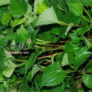 折耳根的营养价值 这