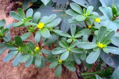 马齿苋的食用价值以