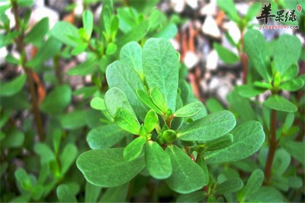 马齿苋对治疗鸡皮肤有用吗(马齿苋对治疗鸡皮肤有用吗百度百科) 马齿苋对治疗鸡皮肤有用吗(马齿苋对治疗鸡皮肤有用吗百度百科)