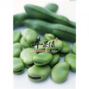 蚕豆美味可口 吃蚕豆