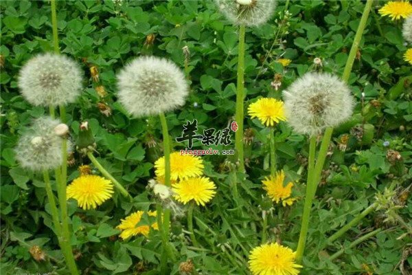 蒲公英的几大作用你一定不知道