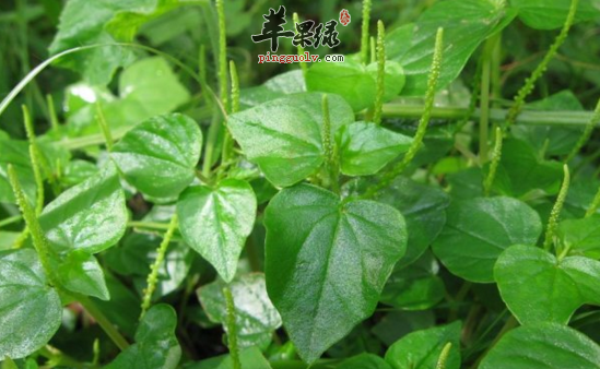 草胡椒的功效与作用 草胡椒的用法用量及食用禁忌 草胡椒的附方 苹果绿