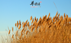 芦苇的功效与作用