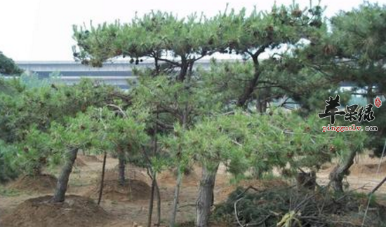 油松的功效与作用 油松的用法用量及食用禁忌 油松的附方 苹果绿