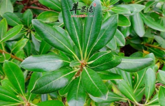 光叶海桐的功效与作用