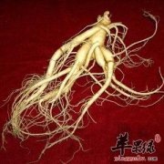 服用人参的禁忌有哪些呢