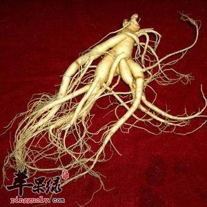 人参有很好的美容和提高免疫力的功效
