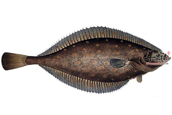 比目鱼的适宜人群以及小常识