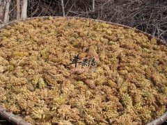 松花粉可以辅助治疗哪些病症