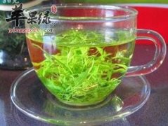 绞股蓝泡水喝的禁忌有哪些呢