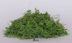 服用绞股蓝的注意事项有哪些