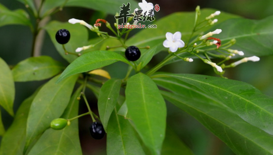 功效與作用蘿芙木又叫山 辣椒,山馬蹄,山 胡椒,蘿芙藤,假辣椒,魚膽木