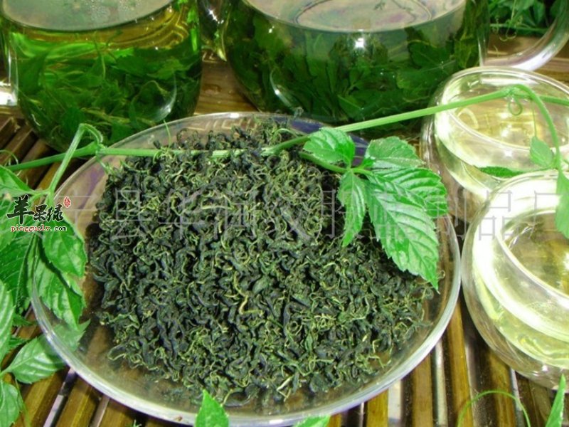 绞股蓝有很好的预防和治疗疾病的作用