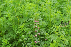 中药益母草的养生功效你知道几个