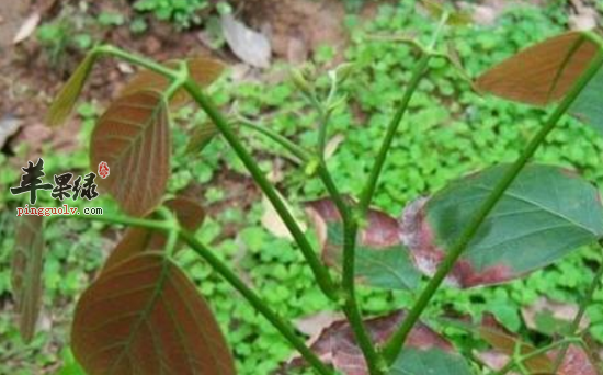 密花豆的功效与作用 密花豆的用法用量及食用禁忌 苹果绿