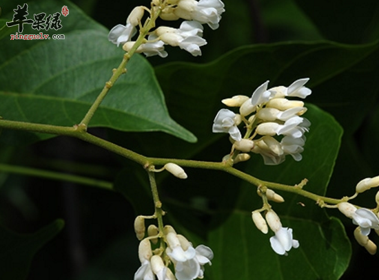 密花豆的功效与作用