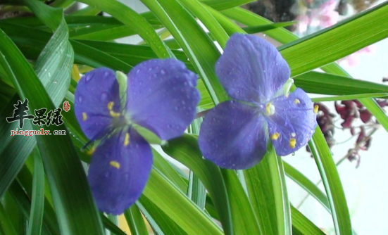 紫露草的功效与作用 紫露草的用法用量及食用禁忌 紫露草的附方 苹果绿