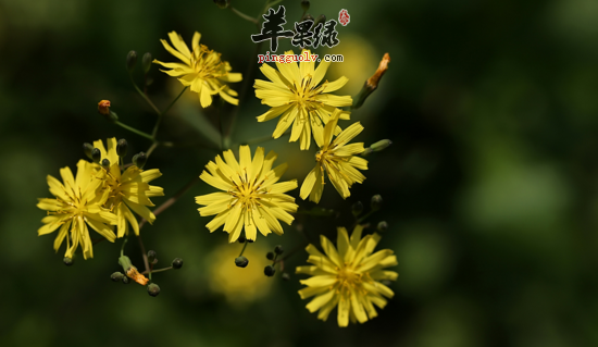 黄鹌菜的功效与作用