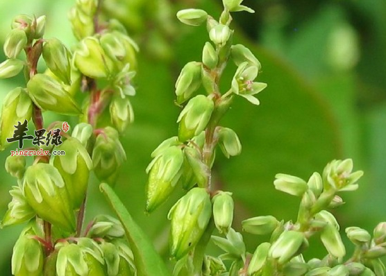 荞麦的药膳偏方大全来看看吧