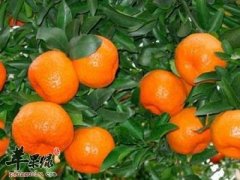 吃柑橘的好处众多 能