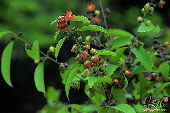 黃牛木功效出色 能夠幫助治病