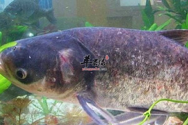 鰱魚做法 鰱魚絲瓜湯 大蒜燒仔鰱魚