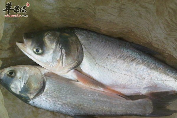 鰱魚的做法 麻辣涼粉鰱魚 茄汁鰱魚