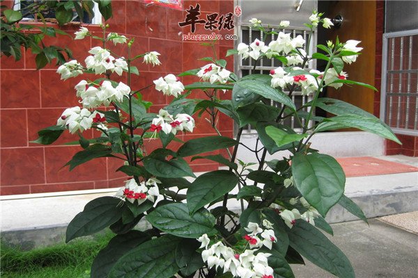 什么是龙吐珠 药用功效不能忽视