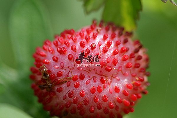 蛇莓需要注意哪些事项 蛇莓药用价值
