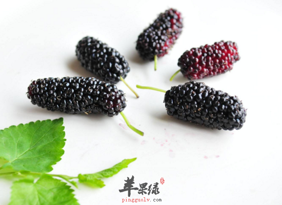 桑葚可以降血脂预防高血压